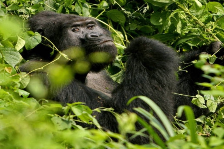 Kampala : Rencontre avec les gorilles et expérience de la vie sauvage