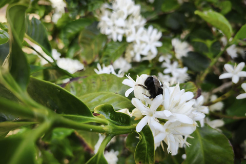 Finca Los Castaños: koffietour en proeverij in de Agaete-vallei