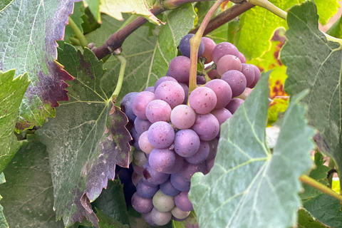 Santiago: Private Inca Lake and Alpaca Farm or Vineyard