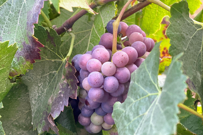 Santiago: Private Inca Lake and Alpaca Farm or Vineyard