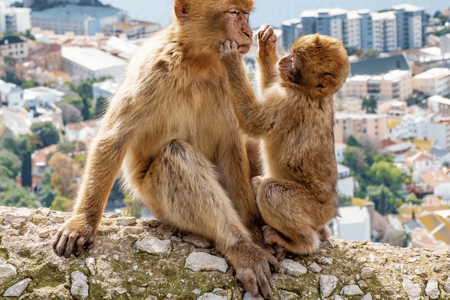 코스타 델 솔 출발 지브롤터 투어