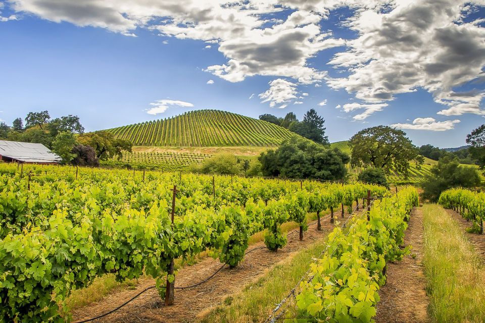  From San Francisco: Napa & Sonoma Valley Full-Day Wine Trip 