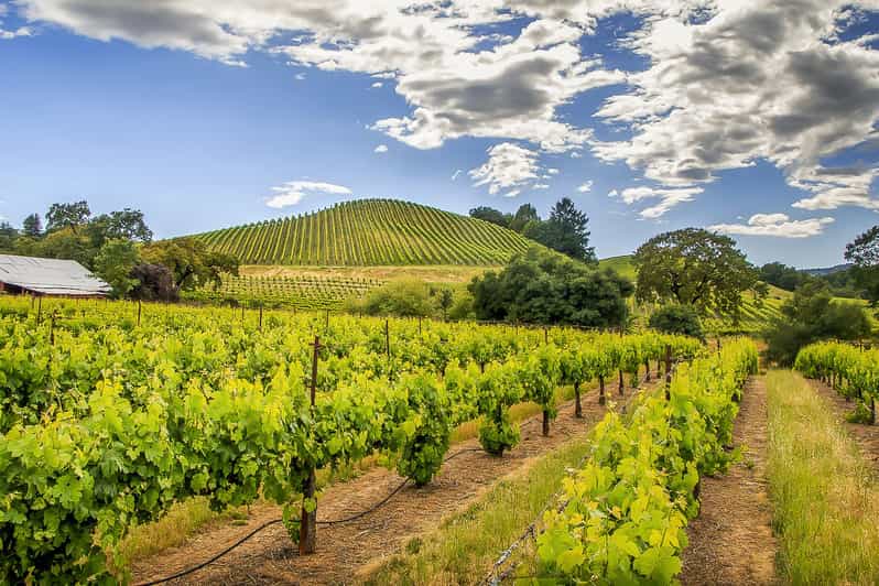 From San Francisco Napa & Sonoma Valley FullDay Wine Trip GetYourGuide