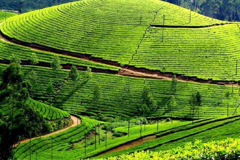 Memorable, Munnar Hill Station Tour (02 Nights / 03 Days)