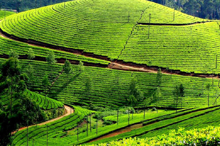 Visite nocturne mémorable de la station de montagne de Munnar (02 Nuits / 03 Jours)