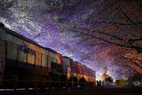 Busan: Jinhae Cherry Blossom Day & Night or 1 Day Tour Group Night Tour / Where Cherry Blossoms Define Jinhae