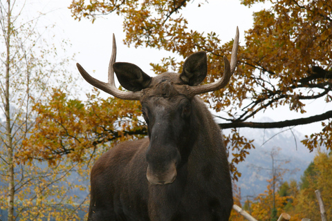 Innsbruck: Toegangsticket Alpine Zoo