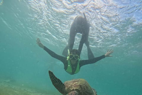 Moalboal Island - Sardine Run & turtle watching - Image 2