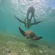 Moalboal Island - Sardine Run & turtle watching