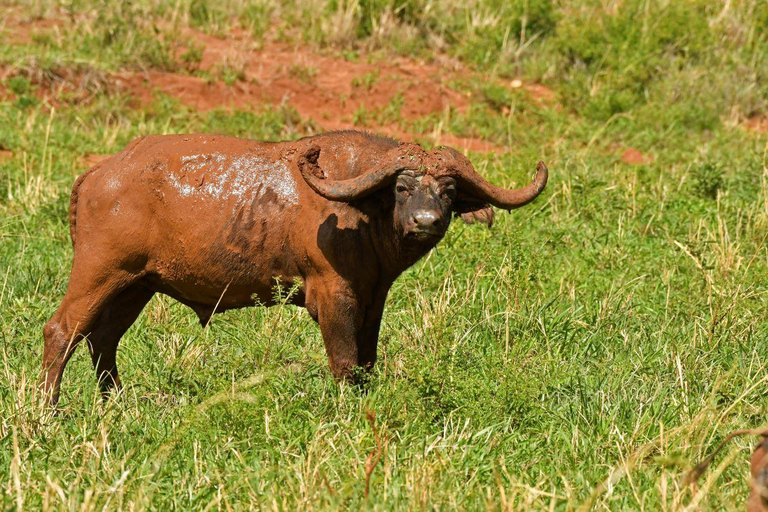 Från Entebbe: 4-dagars safari till Murchison Falls och Aruu Falls