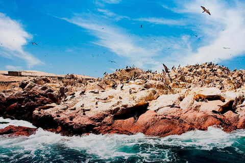 Vanuit Lima: Ballestas Eilanden, Huacachina en Wijnroute