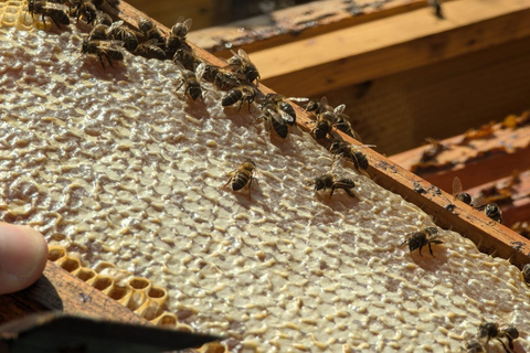 Ilha Terceira: Beekeeping Experience with Honey Tasting