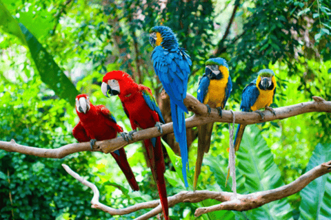 From Cusco: 3-Day Manu National Park Tour with Lodging