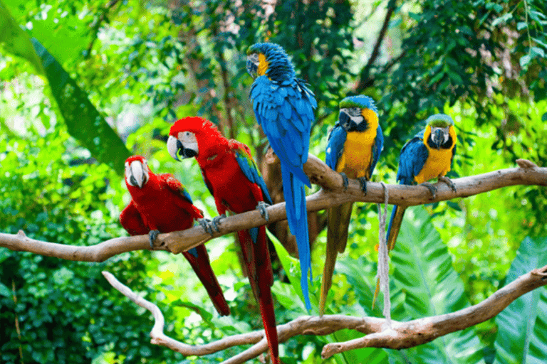 From Cusco: 3-Day Manu National Park Tour with Lodging