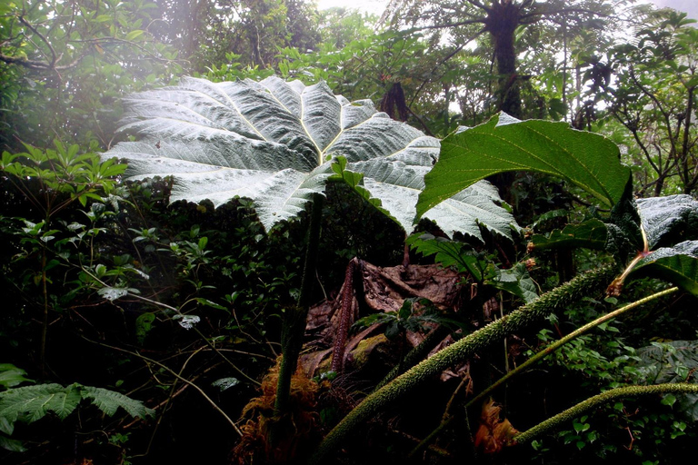 COSTA RICA:UPPTÄCK COSTARICAS VILDA DJUR-STRAND &amp; SKOG 2VECKOR