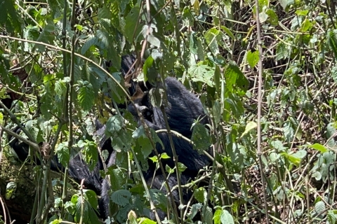 4 daagse Congo (DRC) laagland gorillatochten vanuit Kgl Rwanda