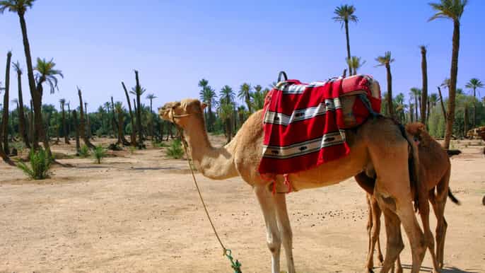 marrakech palmeraie 3hour camel ride