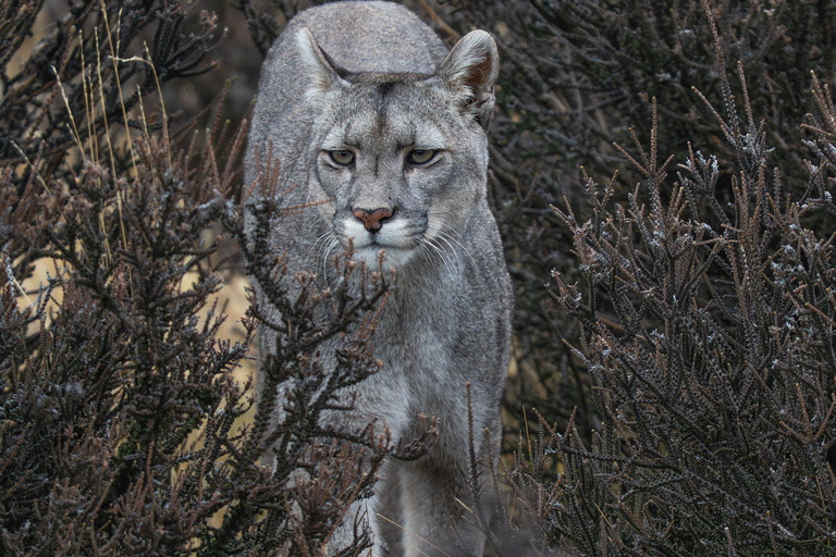 Puma Tracking (Puma spotting) - Torres del Paine Puma Tracking (Puma Sighting) - Torres del Paine