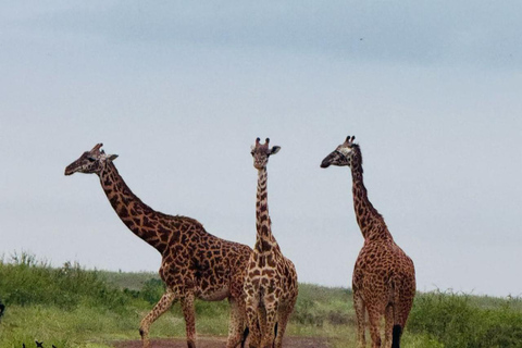 Nairobi National Park Game Drive Safari With Pick-Up