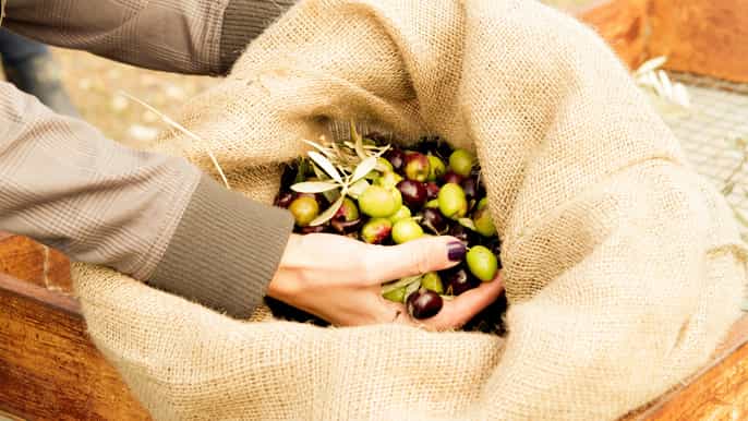 olive oil tour from nafplio