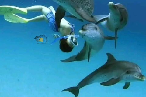 Zanzibar: Mnemba Dolphin Swim & Transparent Kayak with Drone