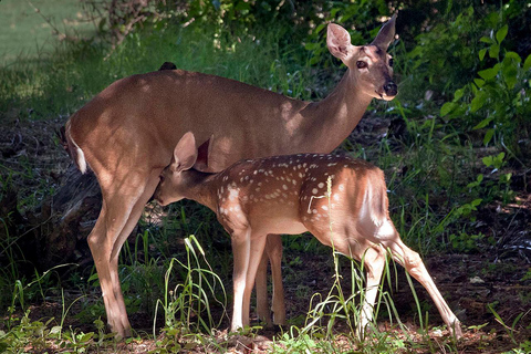 Z Cancun: Xcaret Park All Inclusive