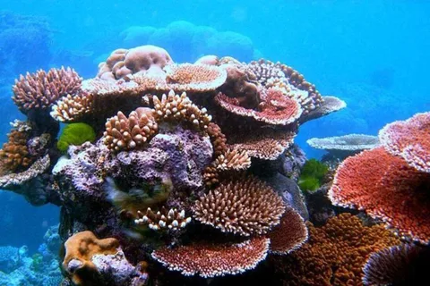 Da Nang/Hoi An:Explore Cham Island and Snorkeling tour 1 Day