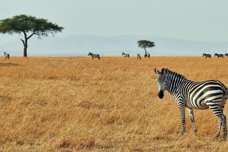 4-Day Masai Mara & Lake Nakuru Safari