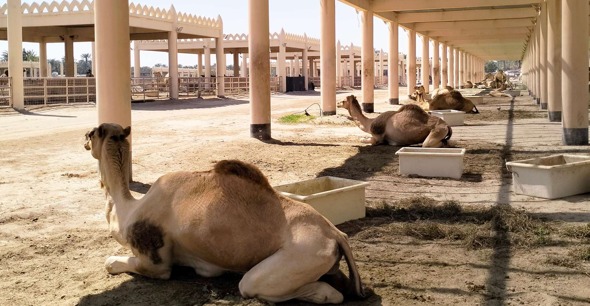 Bahrain: Tree of Life & Desert Heritage Bus Tour photo 7