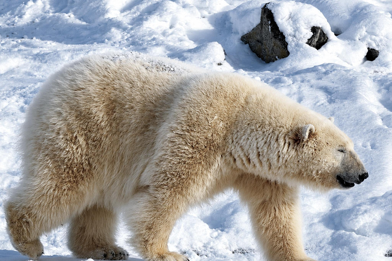 Rovaniemi: Ranua Wildlife Park, Polar Bears & Arctic Animals ⭐ Ranua Highlights | 4h | Polar Bears | Most Popular