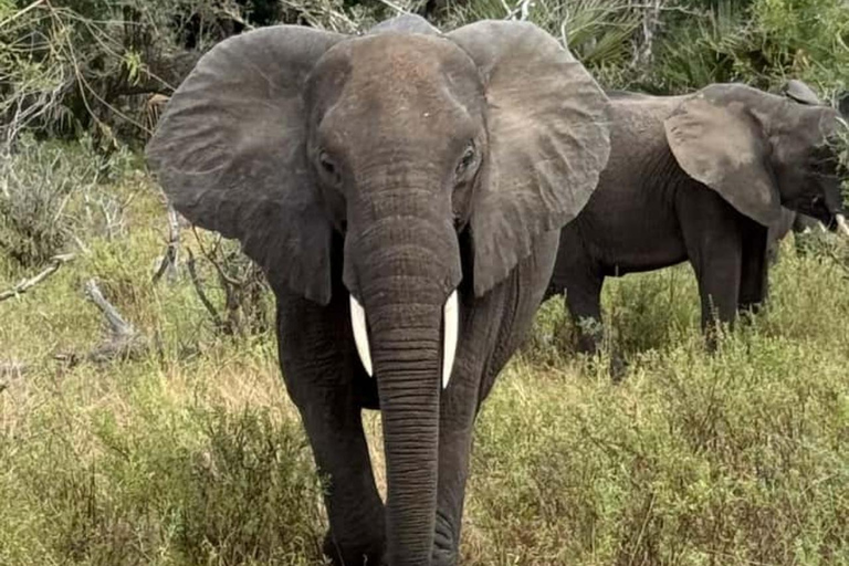 from Zanzibar: 3-Days Mikumi national park Safari with Train