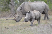 Da Durban, Hluhluwe Infolozi Game Reserve Gita di un giorno - Hizvo