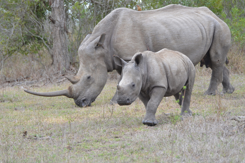 De Durban: excursion d'une journée dans la réserve de chasse de Hluhluwe Imfolozi