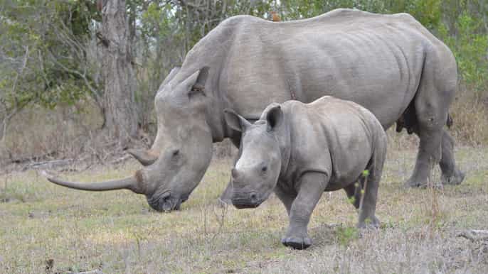 from durban hluhluwe imfolozi game reserve private tour