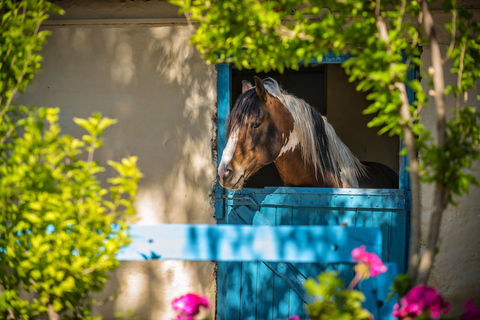 Heraklion: Passeio a cavalo com almoço e traslado