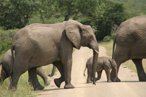 De Durban: Passeio de um dia à Reserva de Caça Hluhluwe ImfoloziDe Durban: viagem de um dia à reserva de caça Hluhluwe Imfolozi