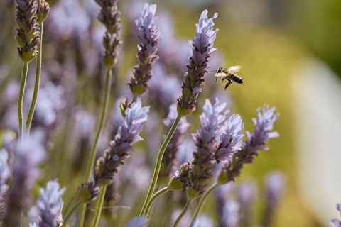 Heraklion: Private Beekeeping Experience with Honey Tasting