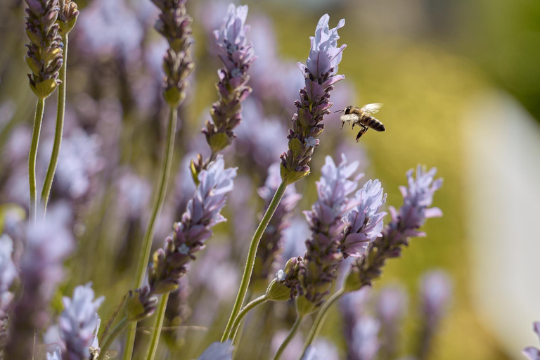 Heraklion: Private Beekeeping Experience with Honey Tasting