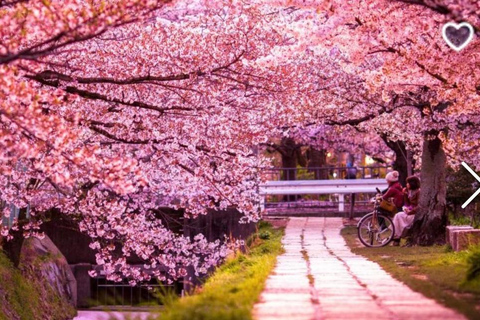 Kyoto: Excursão de destaque com motorista que fala inglês