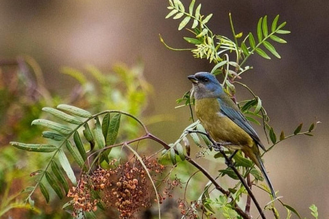 Cusco: Excursión de Observación de Aves en la Laguna de Huacarpay con Desayuno