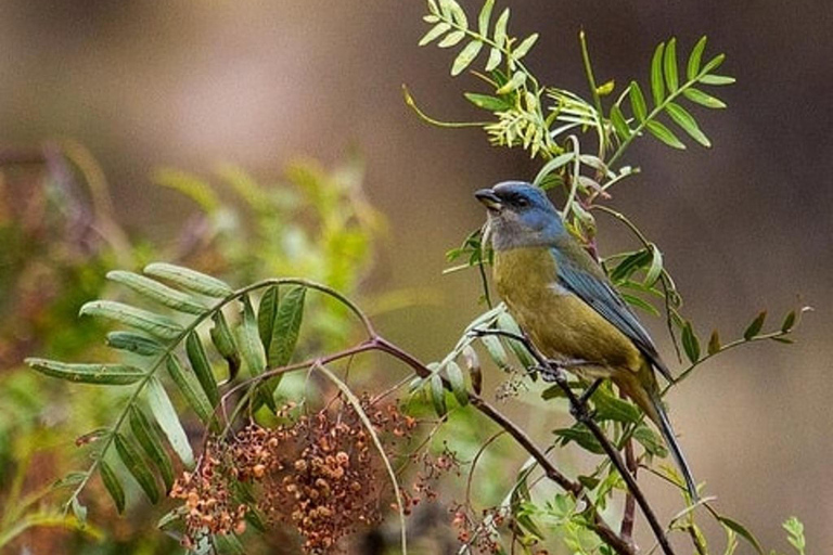 Cusco: Huacarpay Lake Bird Watching Tour ze śniadaniem