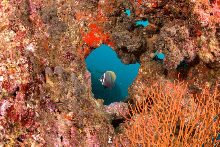 From Khao Lak: Similan Islands Diving Trip