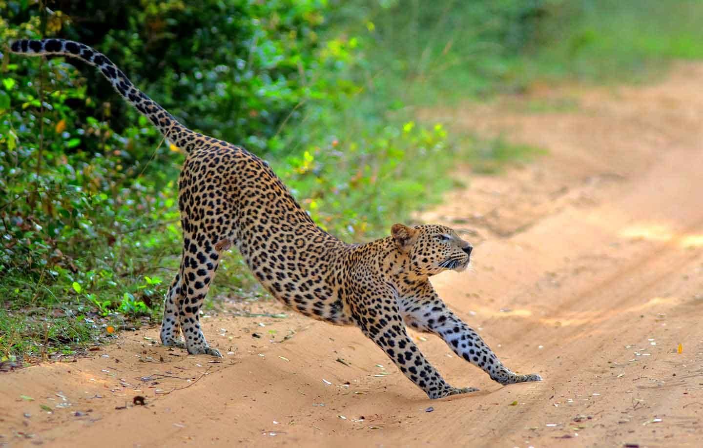 Wilpattu: Jeep-Safari-Tagestour ab Sigiriya oder Dambulla