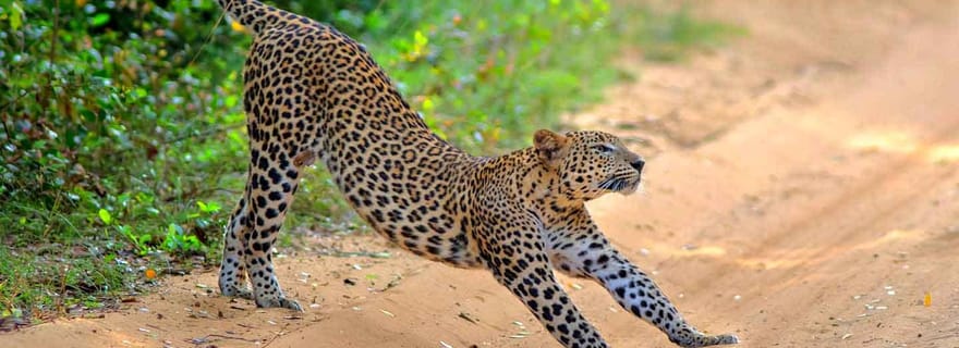 Wilpattu : safari d'une journée en jeep au départ de Trincomalee ou Pasikudah
