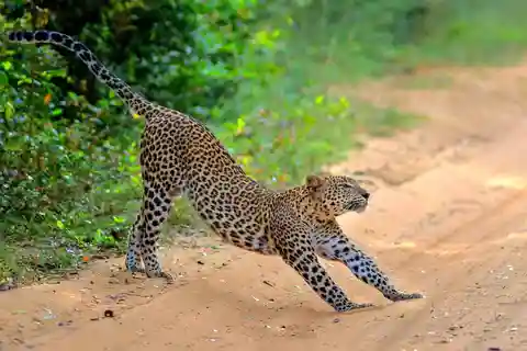 Wilpattu: Jeep Safari Day Tour From Sigiriya