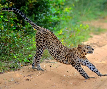 Wilpattu: tour di un giorno in jeep safari da Sigiriya o Dambulla