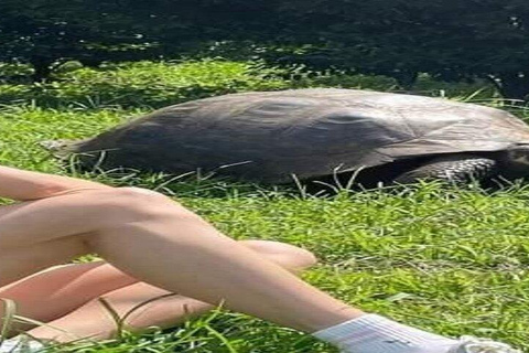 Santa Cruz: Giant Tortoise Watching and Lava Tunnels Tour