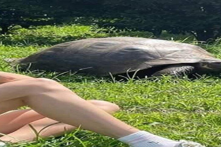 Santa Cruz: Giant Tortoise Watching and Lava Tunnels Tour