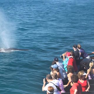 San Diego: tour di osservazione delle balene