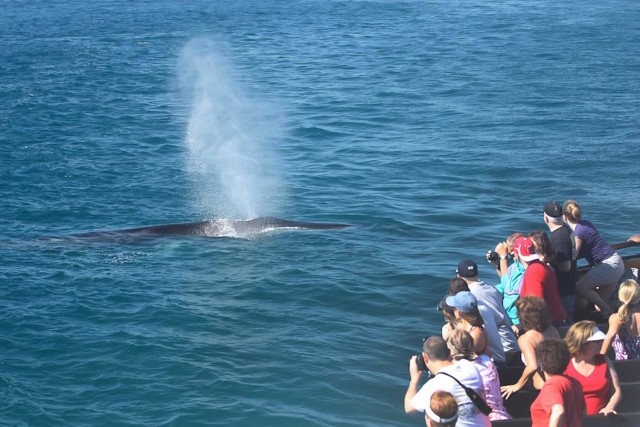 Visit San Diego Whale Watching Tour in San Diego, California